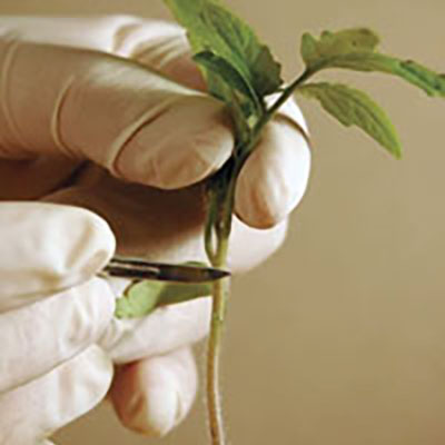 Grafted tomato transplants: a new economic opportunity